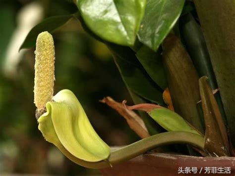 金錢草開花|金錢草開花的寓意解析，養金錢草有什麼好風水